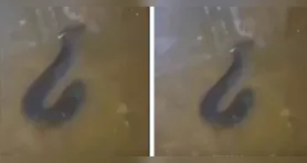 O peixe, também conhecido como peixe-elétrico, chamou a atenção de quem passava pelo local.