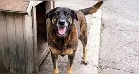 O cão comunitário da Praia Brava (SC): agonizando embaixo de um carro após uma brutal agressão