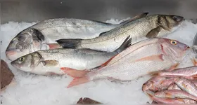 Alguns peixes podem acumular substâncias nocivas