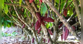 Pará é um dos maiores produtores de Cacau do Brasil