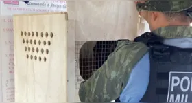 Mais de 140 animais silvestres foram interceptados durante fiscalização em embarcação no município de Óbidos.