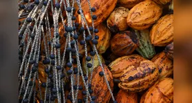 Ao todo, serão destinados R$ 1,8 milhão para selecionar até nove propostas com foco em sociobioeconomia, economia circular e agregação de valor.