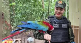 Governo do Pará orienta população a acionar órgãos competentes para garantir segurança e preservação da fauna.