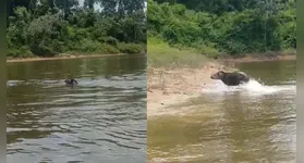 Antas nadando no rio Xingu em  Área de Preservação Permanente da Usina Belo Monte