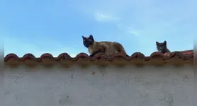As dicas podem acabar a "farra" dos gatos