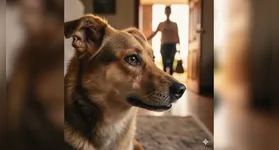 O brilho nos olhos dos cães ao ver o tutor é uma resposta fisiológica real e não ocorre na presença de desconhecidos.