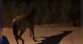 O tamanho do animal e a profundidade do buraco tornaram a tarefa complexa.
