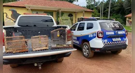 Durante as incursões, as equipes flagraram a criação e captura ilegal de passeriformes