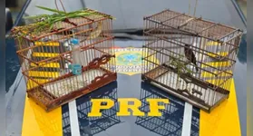 Os policiais constataram que as aves não possuíam anilhas de identificação