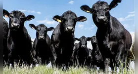 Os números consolidam o sudeste paraense como um dos principais eixos da pecuária mundial