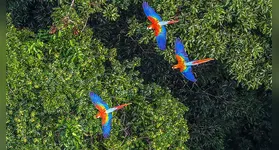 O recuo é visto como um reflexo direto do fortalecimento das ações de comando e controle