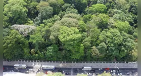 Imagem ilustrativa da notícia Bosque Rodrigues Alves preserva relação de Belém com a floresta