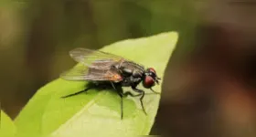 Moscas se proliferam com mais facilidade no calor e podem transmitir microrganismos para alimentos e superfícies