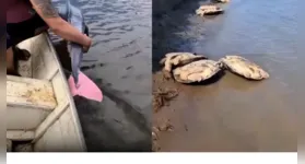 Manter animais como o boto-cor-de-rosa em seu habitat natural é fundamental para a preservação da fauna amazônica.