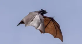 Raposa-voadora (gênero Pteropus): os maiores morcegos do mundo podem ultrapassar 1,80 metro de envergadura e vivem exclusivamente fora das Américas.