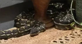 Píton-carpete, espécie não venenosa comum na Austrália, surpreendeu moradora ao invadir quarto durante a madrugada.
