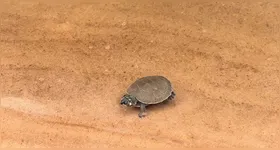 Soltura de Quelônios no Refúgio Tabuleiro do Embaubal