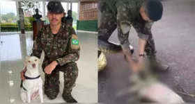 O sargento aplicou massagem cardíaca no animal até que ele voltasse a respirar.