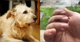 A combinação entre curiosidade natural dos cães e grande quantidade de insetos transforma uma situação aparentemente inofensiva em potencial emergência.