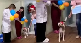 Após a alta, Gabriel foi encaminhado para o abrigo, onde permanece sob acompanhamento veterinário.