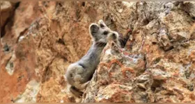 Imagem ilustrativa da notícia Pikas entram em risco de extinção e preocupa cientistas chineses