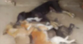 De acordo com o relato, os animais apresentaram sinais semelhantes antes de morrer, o que reforça a suspeita de envenenamento