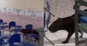 A capivara é um mamífero roedor de grande porte, considerada a maior espécie de roedor do mundo