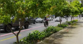 Os jardins de chuva são implantados em áreas antes impermeáveis, como trechos de calçadas e vias.