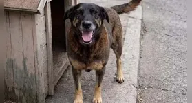 Inquérito sobre morte do cão Orelha está encerrado