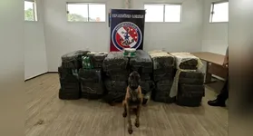 Durante a fiscalização de rotina, o cão farejador Black, do Batalhão de Ação com Cães da Polícia Militar, identificou a presença de substâncias suspeitas, o que resultou na apreensão de uma tonelada de drogas.