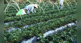 O edital é uma oportunidade para profissionais que desejam atuar em políticas de agricultura familiar e desenvolvimento sustentável.