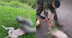 Vídeo mostra o momento em que uma sucuri ataca um cachorro no sudoeste do Pará.