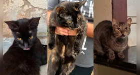 Os gatos estão sendo cuidados por voluntários e precisam de lares fixos.