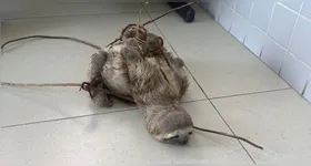 Os militares resgataram o animal em visível situação de maus-tratos.