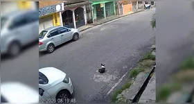 Nas gravações, é possível ver o momento em que o animal é atropelado