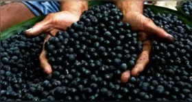 Com o reconhecimento do açaí como fruta nacional, a nova lei fortalece a identidade brasileira, valoriza os produtores amazônicos e amplia a proteção contra a biopirataria.