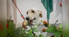 Belém Animal: programação reunirá dezenas de tutores e famílias interessadas em oferecer um novo lar para animais resgatados, além de disponibilizar serviços gratuitos de vacinação antirrábica.