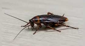 Ralos abertos e pias úmidas durante a noite facilitam a hidratação e a sobrevivência das baratas no ambiente doméstico.
