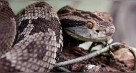 Dados do Ciatox Belém mostram que a maioria dos atendimentos recentes por acidentes com serpentes na RMB envolve a jararaca.