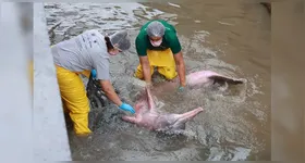 O boto-cor-de-rosa foi resgatado, mas apresentava escoriações pelo corpo e baixo peso.
