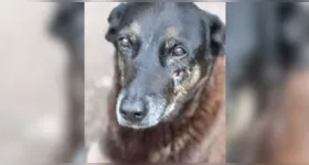 Como resultado das investigações do caso de Orelha, a polícia solicitou a internação de um adolescente apontado como agressor do animal e o indiciamento de três adultos por coação a testemunha.