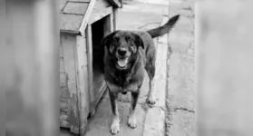 O Governo Federal anunciou, nesta quinta-feira (12), a criação do decreto "Cão Orelha"