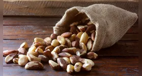 As castanhas e nozes conquistaram espaço definitivo nas dietas equilibradas.