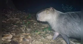 Animal resgatado recebe atendimento médico no Hospital Veterinário da Universidade Estácio.