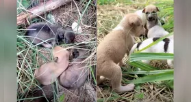 Filhotes resgatados estão disponíveis para adoção