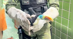 O Batalhão de Polícia Ambiental (BPA) destaca que, ao identificar um animal silvestre fora do seu habitat, a regra de ouro é o distanciamento.
