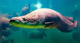 Especialistas explicam que a biologia do pirarucu favorece seu potencial invasivo