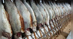 Muitas vezes, peixes como Saithe, Ling e Zarbo são vendidos como bacalhau devido ao custo mais baixo