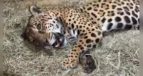 Nascido nas matas paraenses, Jack teve uma longa jornada por instituições de preservação no Piauí, Alagoas e Minas Gerais antes de chegar a Sorocaba em 2023.