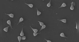 Imagem microscópica do Naiavírus